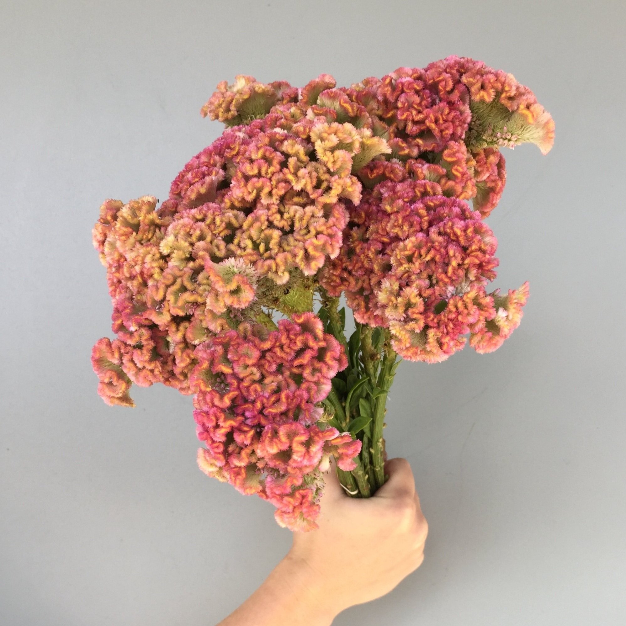 Seasonal List-October — Twin Cities Flower Exchange